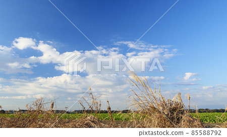 Field (leafy vegetables) Field (leafy vegetables) 85588792