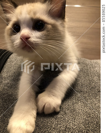 布娃娃 小貓 小貓 寵物 85589025