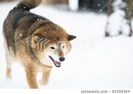 Dog Shiba Inu Snow Park Winter Walk 85589364