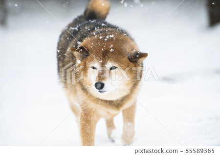 Dog Shiba Inu Snow Park Winter Walk 85589365
