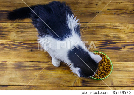 Cat eating his food from ceramic bowl on wooden floor Cat eating his food from ceramic bowl on wooden floor 85589520