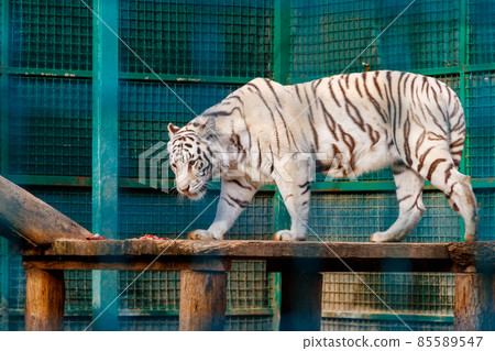 Portrait of the white tiger (Panthera Tigris) Portrait of the white tiger (Panthera Tigris) 85589547