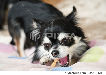 Chihuahua, a dog chewing on a toothpaste Chihuahua, a dog chewing on a toothpaste 85589608