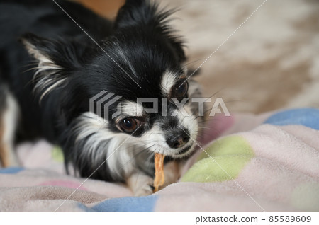 吉娃娃，一隻咬牙膏的狗 85589609