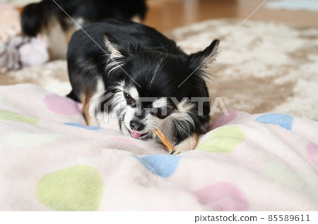 Chihuahua, a dog chewing on a toothpaste Chihuahua, a dog chewing on a toothpaste 85589611