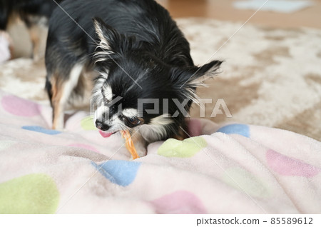 Chihuahua, a dog chewing on a toothpaste Chihuahua, a dog chewing on a toothpaste 85589612