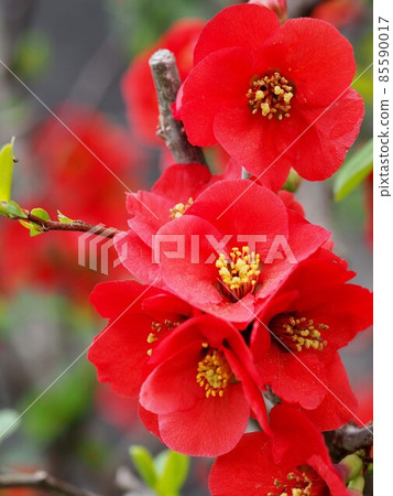 鮮豔的紅色散景花朵盛開 鮮豔的紅色散景花朵盛開 85590017