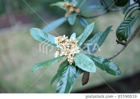 Loquat flowers blooming in winter 85590019