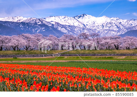 [Toyama Prefecture] Asahi Town Asahi Funakawa Spring Quartet 85590085