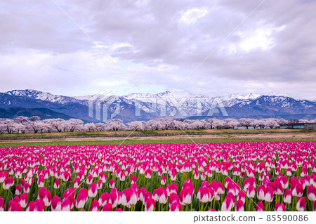 [Toyama Prefecture] Asahi Town Asahi Funakawa Spring Quartet 85590086