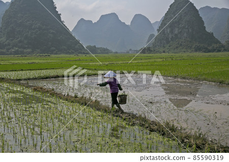 farmer 85590319