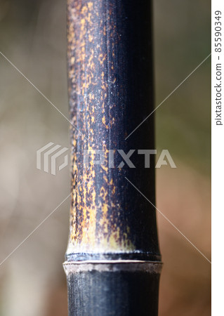 Black bamboo section 85590349