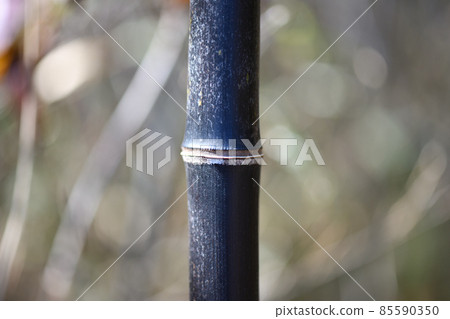 Black bamboo section Black bamboo section 85590350