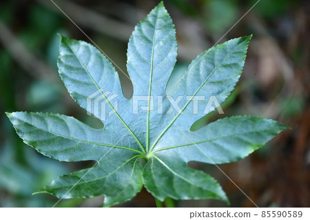 常青樹，Yatsude (Hachite) 葉子 85590589