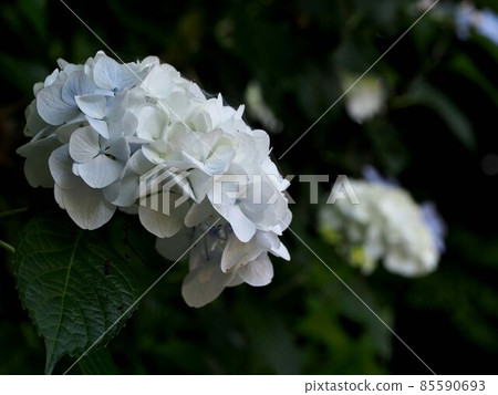 陰暗的白色繡球花（略帶淡藍色的繡球花） 85590693