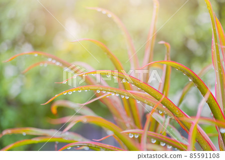 water drop on edge red long leaves background 85591108