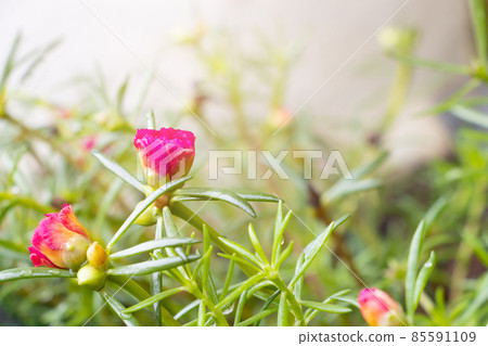 close up Portulaca oleracea red flower 85591109