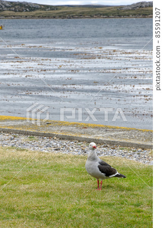 Dolphin gulls in Port Stanley - Falkland Islands Dolphin gulls in Port Stanley - Falkland Islands 85591207