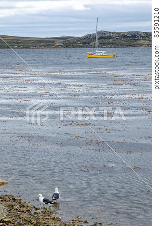 Beautiful Empty Beach at Port Stanley - Falkland Islands 85591210