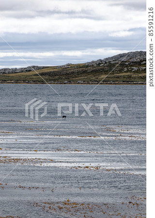 Beautiful Empty Beach at Port Stanley - Falkland Islands 85591216