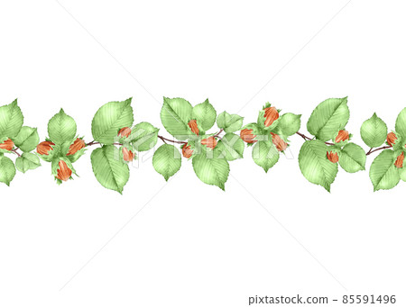 Seamless border of of hazelnuts and green leaves. Garland of raw nuts. Hand drawn watercolor illustration of kernel. 85591496