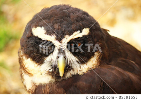 An owl that peels and winks 85591653