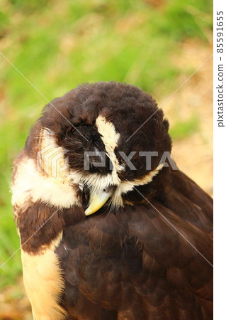 Spectacled owl sleeping in a posture that seems to fall asleep Spectacled owl sleeping in a posture that seems to fall asleep 85591655