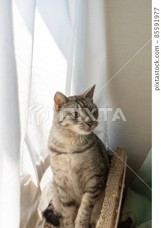 The staring cat, the Sabatra cat 85591977