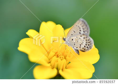 Yamato Shizimi 85592037