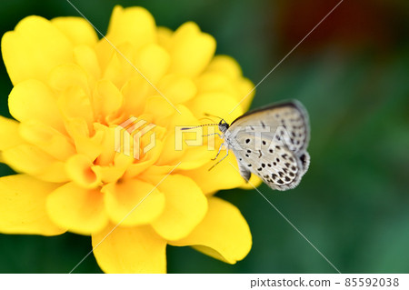 Yamato Shizimi 85592038