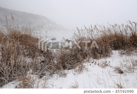 寒冷的冬天沿海雪和蒲葦 寒冷的冬天沿海雪和蒲葦 85592090