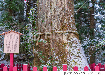(Kanagawa) Hakone Shrine Baby Wishing Tree 85592349