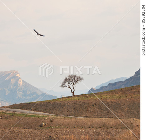 Lonely tree growing on top of the cliff. Green tree growing on top of the rock. Dramatic alpine scenery with high mountain valley in sunlight under pink cloudy sky. Square background. 85592504