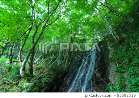 岡山縣 Nunotaki 7 Tsuyama City 附近的 Otaki 仲夏風光 85592519