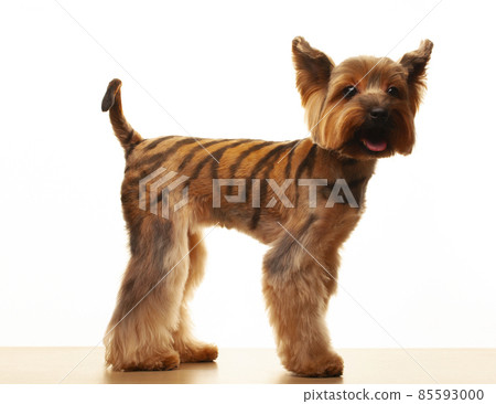 image of dog white background image of dog white background 85593000