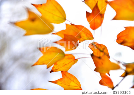 The leaves of sweetgum that turn brightly red 85593305