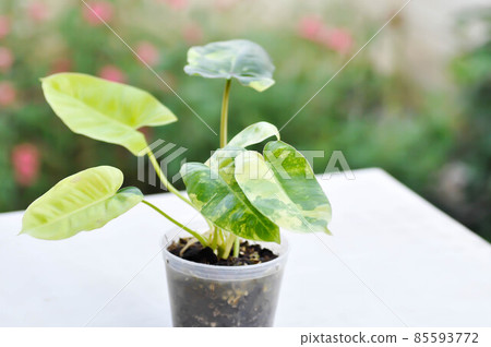 Philodendron Burle Marx Variegated, Philodendron or ARACEAE 85593772