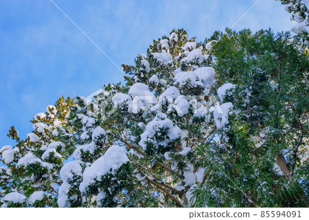 Forest that is fluffy with snow [Otari-mura, Kitaazumi-gun] 85594091