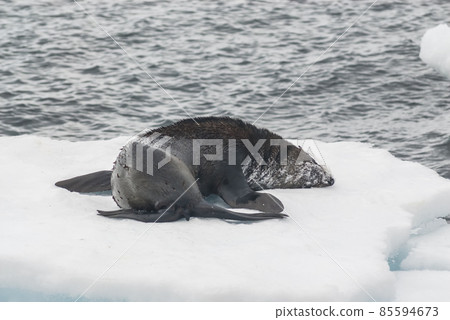 Antarctic fur seal(Arctophoca gazella), an beach, Antartic peninsula. 85594673