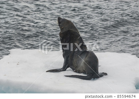 Antarctic fur seal(Arctophoca gazella), an beach, Antartic peninsula. 85594674