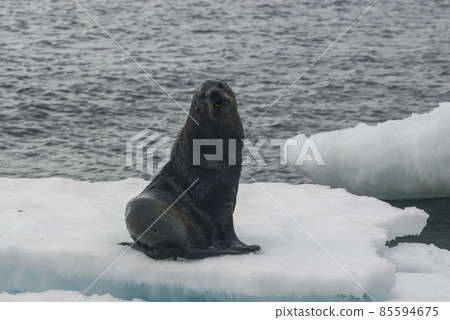 Antarctic fur seal(Arctophoca gazella), an beach, Antartic peninsula. 85594675