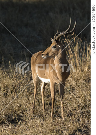 Impala in grassland environment, South Africa 85594696