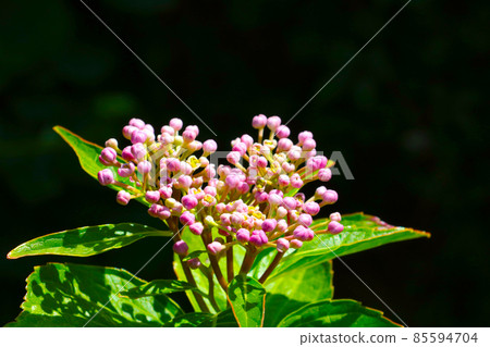 Close-up of a budding branch of a bush in the spring. 85594704