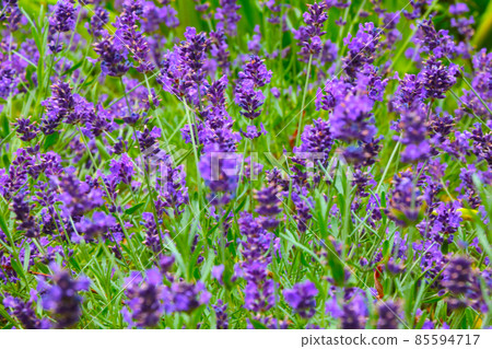 A backdrop of fragrant lavender blooming in the fields in the countryside. A backdrop of fragrant lavender blooming in the fields in the countryside. 85594717