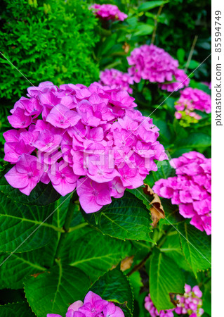 Pink buds of flowering hydrangeas in the park. 85594749