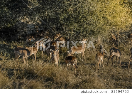 Impala in grassland environment, South Africa 85594763