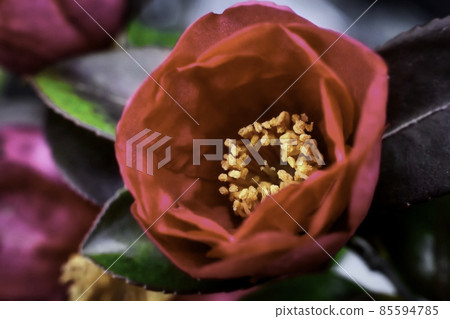 山茶花 85594785