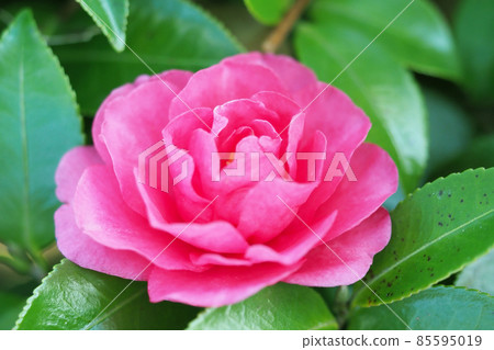 Winter image (Sasanqua) Winter image (Sasanqua) 85595019