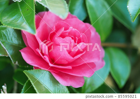 Winter image (Sasanqua) Winter image (Sasanqua) 85595021