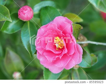 Winter image (Sasanqua) Winter image (Sasanqua) 85595023